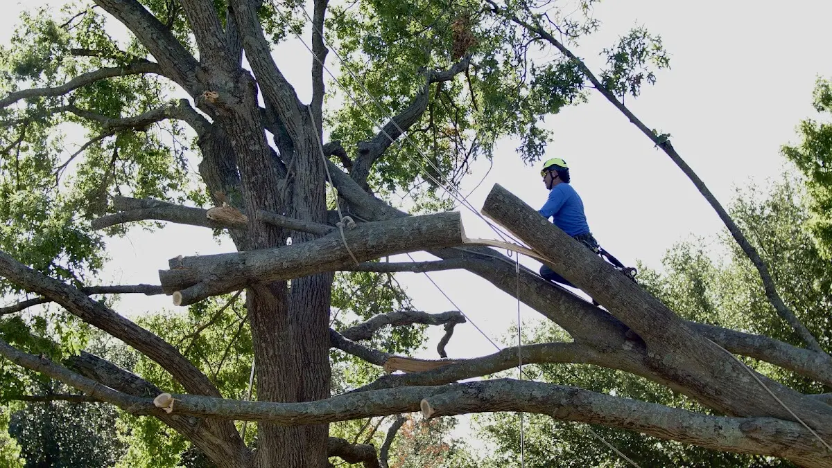 Professional Crown Thinning performed by certified arborists in Springview