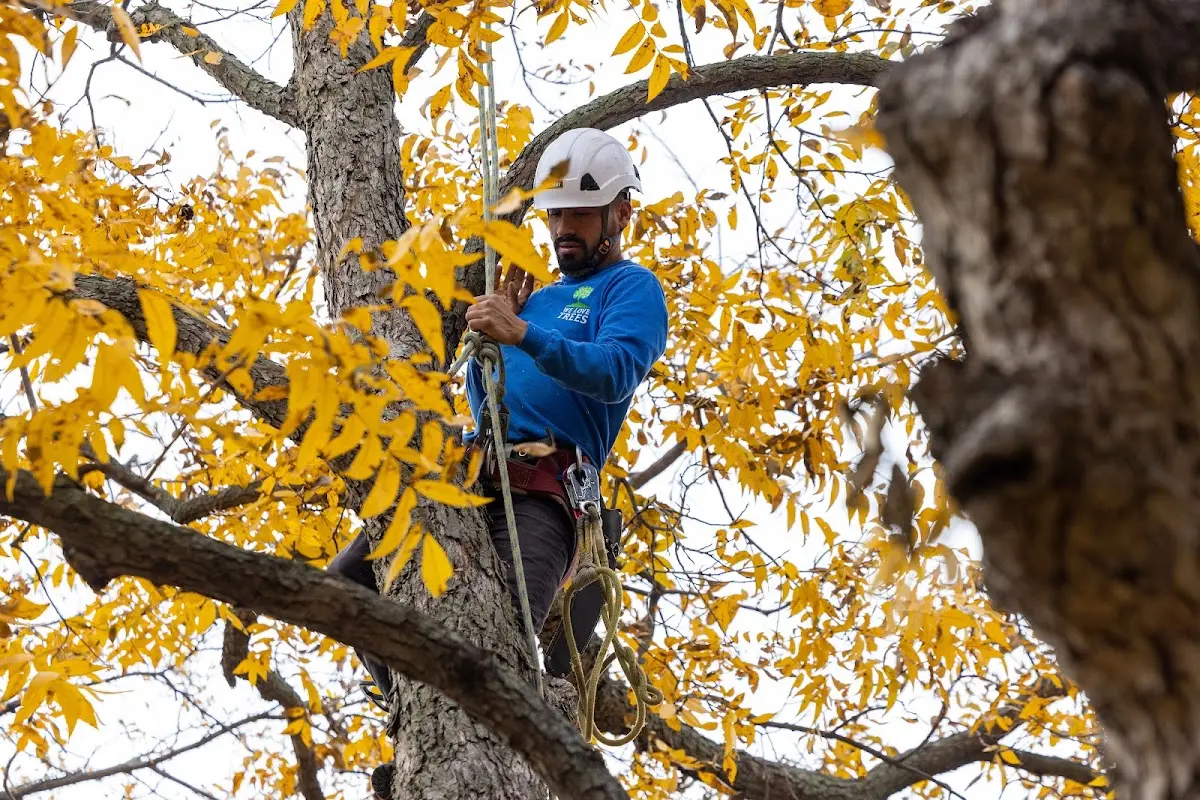 Skilled Tree Trimming crew working in Springview