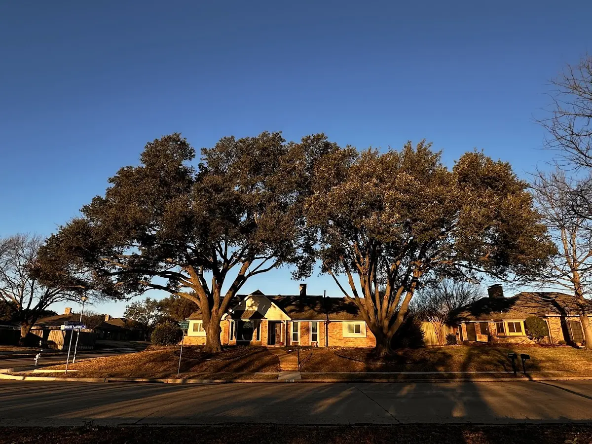 Established residential canopy tree shading a home in Springview